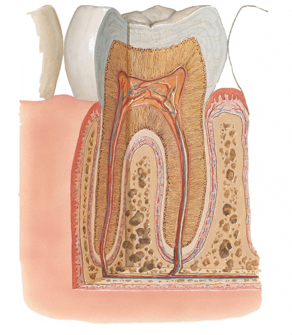 Root Canal Treatment